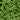 Organic Pea - Sugarsnap *NEW* Pea Seeds