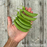 Organic Pea - Sugarsnap *NEW* - Pea Seeds