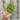 Organic Pea - Sugarsnap *NEW* - Pea Seeds