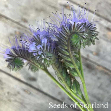 Organic Phacelia *NEW* Green manure seeds