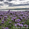 Organic Phacelia *NEW* Green manure seeds