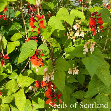 Organic Runner Bean - Milky Fork Bean Seeds