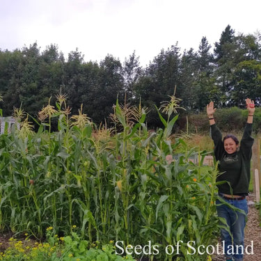 Organic Sweetcorn - Golden Bantam *NEW* Sweetcorn Seeds