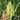 Sweetcorn - Golden Bantam *NEW* Sweetcorn Seeds