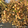 Parsnip - Everton *NEW* Parsnip Seeds