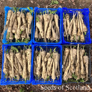 Parsnip - Everton *NEW* Parsnip Seeds