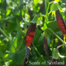 Pea - Purple Mangetout Pea Seeds