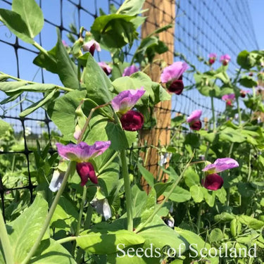 Purple Mangetout plant in full flower