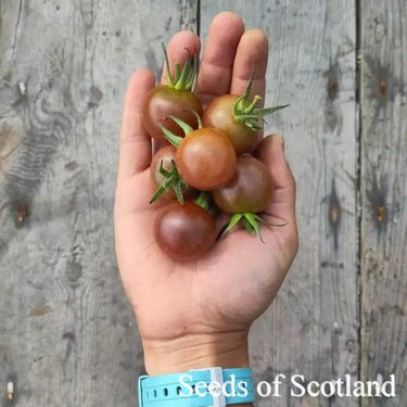 Six black cherry tomatoes held in an open hand