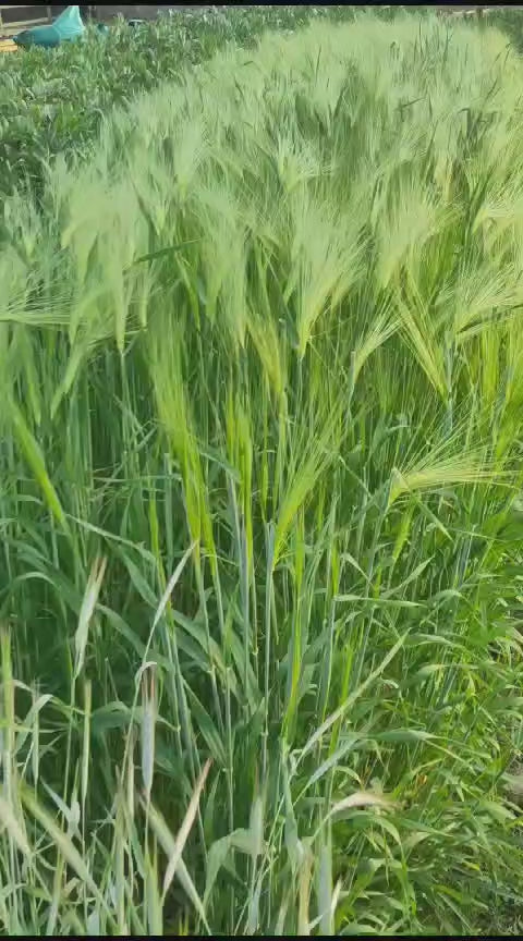   Tall Bere Barley plants swaying in the wind