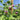 Purple Mangetout plant in full flower