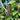 Close up of a Purple Mangetout pod growing on the plant