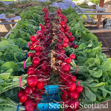Radish - Rudi Radish Seeds