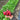 Radish - Rudi Radish Seeds
