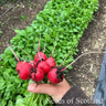 Radish - Rudi Radish Seeds