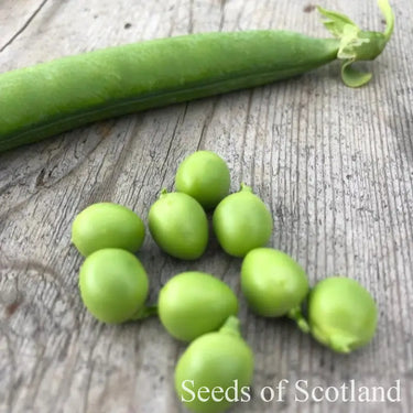 A collection of Robinson Peas on a wooden table with a closed pea pod in the background