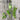A leafy steam next to an open pea pod with peas inside from a Robnson Pea plant on a wooden table