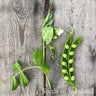 A leafy steam next to an open pea pod with peas inside from a Robnson Pea plant on a wooden table