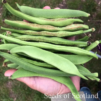 Hand holding freshly harvested Milky Fork Runner Beans