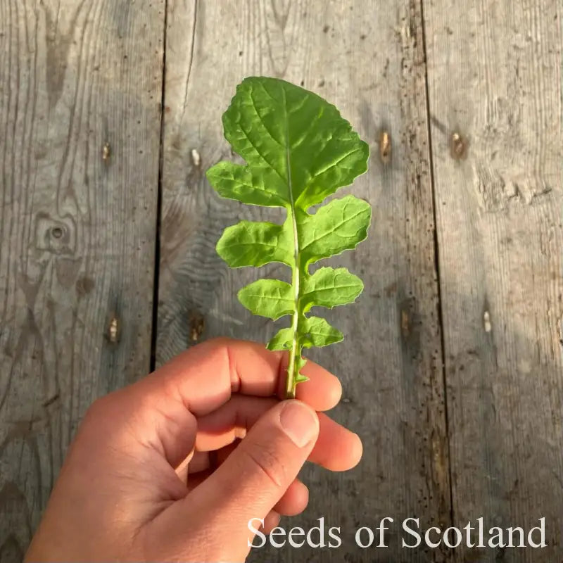 Salad Rocket Seeds l Salad Seeds l Seeds of Scotland