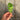 Salad Rocket Seed leaf