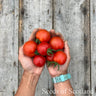Salad Tomato - Ailsa Craig Tomato Seed