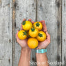 Salad Tomato - Scotland Yellow Tomato Seed