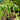 Hand holding a small potted plant in a greenhouse setting