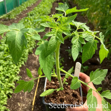 Hand holding a small potted plant in a greenhouse setting