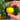   Two fingers holding a Scotland Yellow tomato