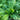 Atlantic Salad Turnip growing picture from above showing lots of green turnip tops.