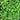 Bed of Atlantic Salad Turnip growing seen from above. 