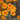 Signet Marigold Mix *New 2024/25* Flower Seeds