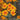 Signet Marigold Mix *New 2024/25* Flower Seeds
