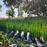 Spring Onion Ishikura *NEW* Onion Seeds