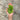Tulsi *NEW* Herb seeds