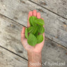 Tulsi *NEW* Herb seeds
