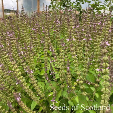 Tulsi plants with purple flowers in a greenhouse setting