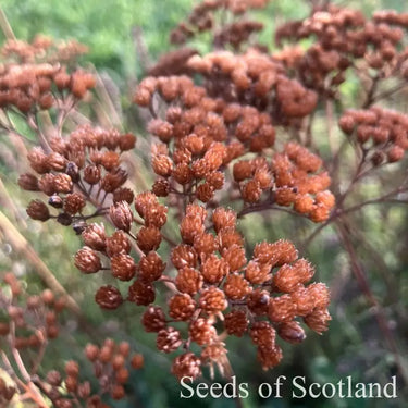 Yarrow *NEW* Herb seeds