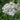 Yarrow *NEW* Herb seeds