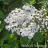 Yarrow *NEW* Herb seeds